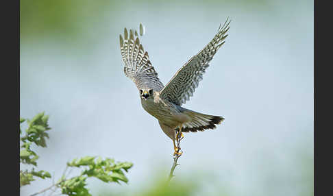 Merlin (Falco columbarius)