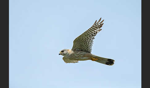 Merlin (Falco columbarius)