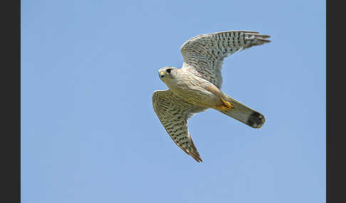 Merlin (Falco columbarius)