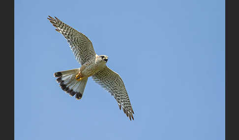 Merlin (Falco columbarius)