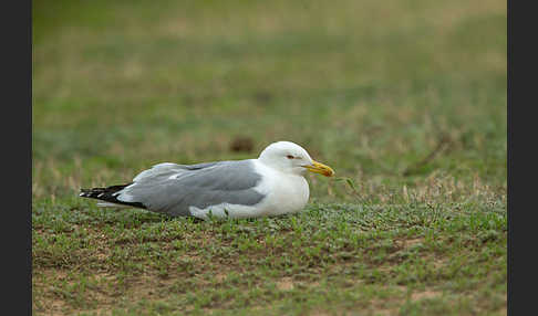 Tundramöwe (Larus heuglini)