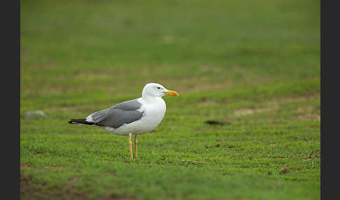 Tundramöwe (Larus heuglini)