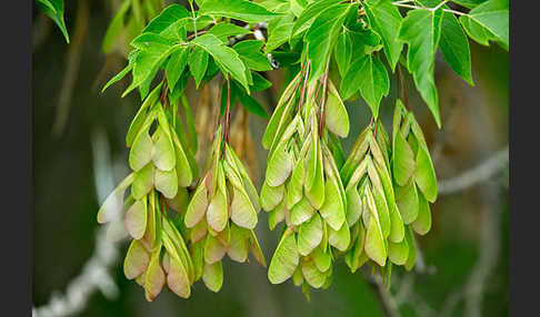 Eschen-Ahorn (Acer negundo)