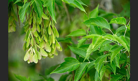 Eschen-Ahorn (Acer negundo)