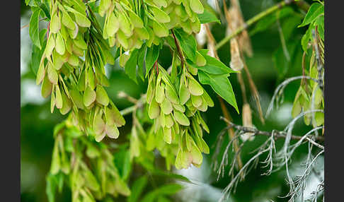 Eschen-Ahorn (Acer negundo)