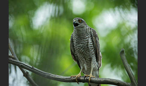 Sperber (Accipiter nisus)