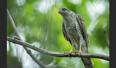 Sperber (Accipiter nisus)