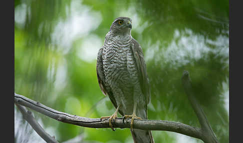 Sperber (Accipiter nisus)