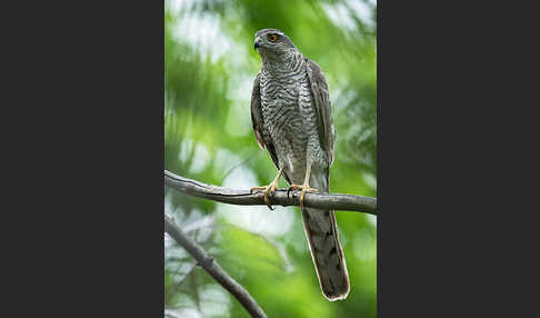 Sperber (Accipiter nisus)