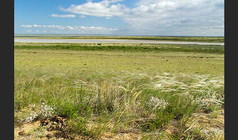 Federgras (Stipa spec.)