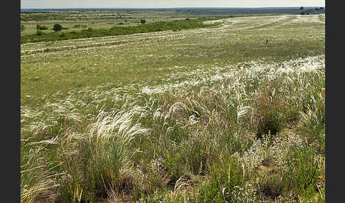 Federgras (Stipa spec.)