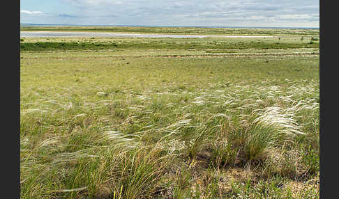 Federgras (Stipa spec.)