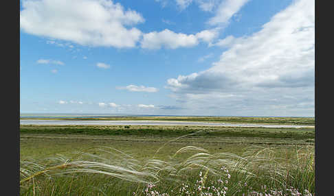 Federgras (Stipa spec.)