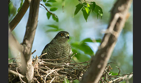 Sperber (Accipiter nisus)