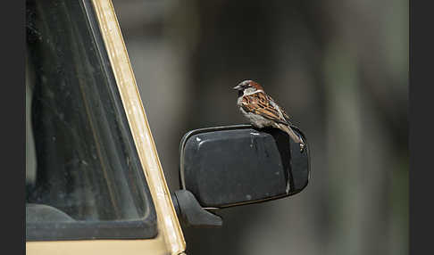 Haussperling (Passer domesticus)