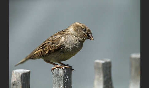 Haussperling (Passer domesticus)