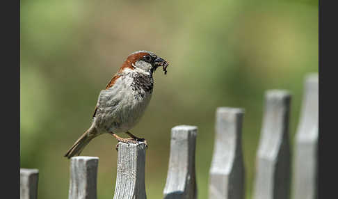 Haussperling (Passer domesticus)