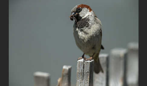 Haussperling (Passer domesticus)