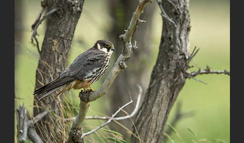 Baumfalke (Falco subbuteo)