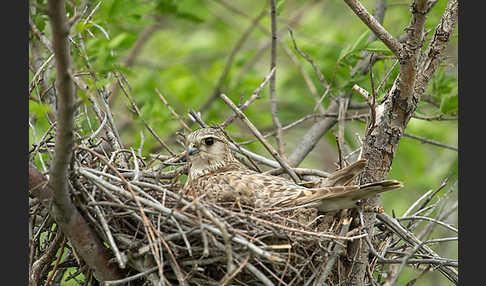 Merlin (Falco columbarius)