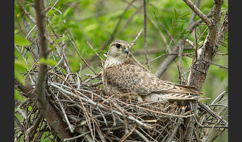 Merlin (Falco columbarius)