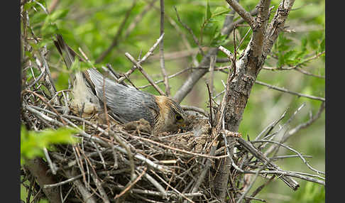 Merlin (Falco columbarius)