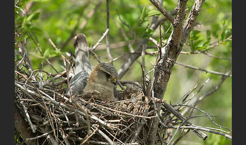 Merlin (Falco columbarius)