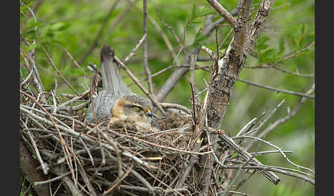 Merlin (Falco columbarius)