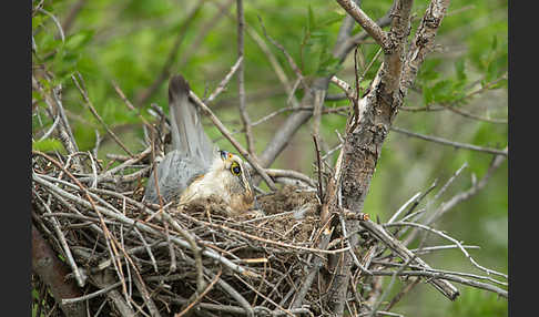 Merlin (Falco columbarius)