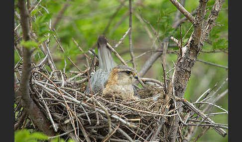 Merlin (Falco columbarius)