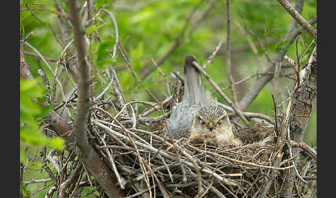 Merlin (Falco columbarius)