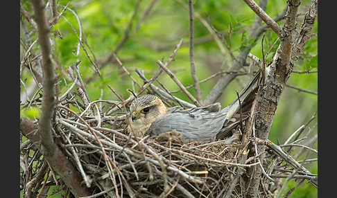 Merlin (Falco columbarius)