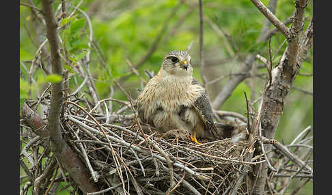 Merlin (Falco columbarius)