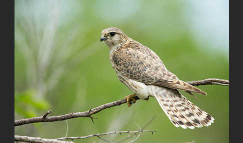 Merlin (Falco columbarius)