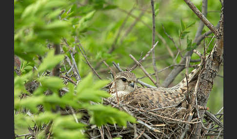 Merlin (Falco columbarius)