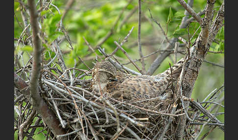 Merlin (Falco columbarius)