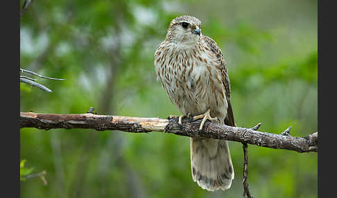 Merlin (Falco columbarius)