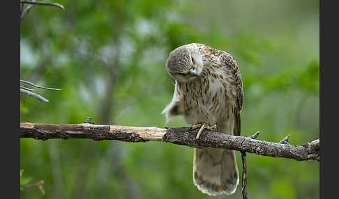 Merlin (Falco columbarius)