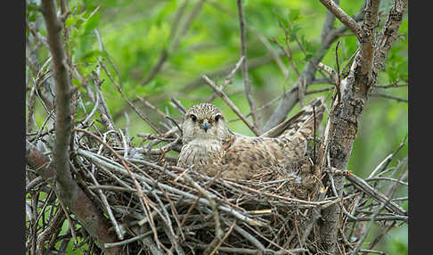 Merlin (Falco columbarius)