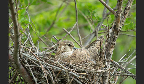 Merlin (Falco columbarius)