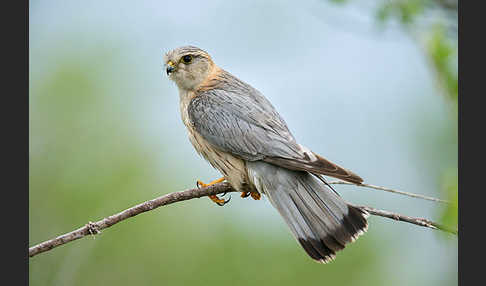 Merlin (Falco columbarius)