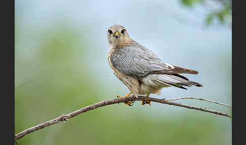 Merlin (Falco columbarius)