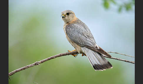 Merlin (Falco columbarius)