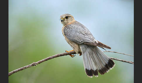 Merlin (Falco columbarius)