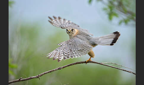 Merlin (Falco columbarius)