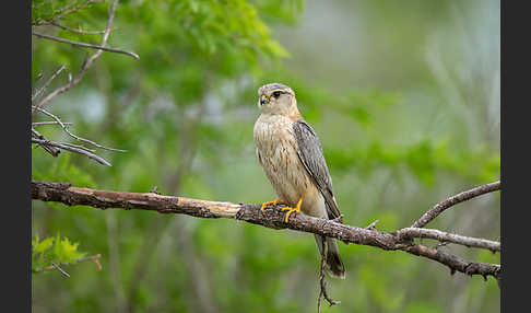 Merlin (Falco columbarius)