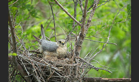 Merlin (Falco columbarius)