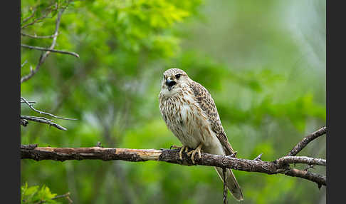 Merlin (Falco columbarius)