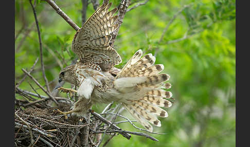 Merlin (Falco columbarius)