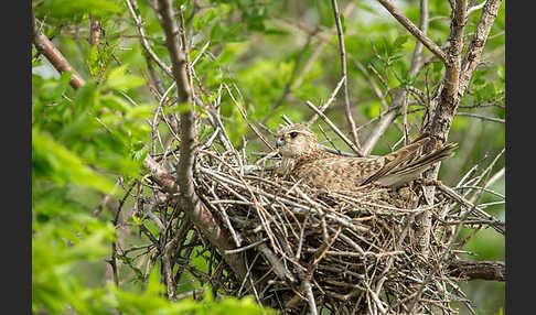 Merlin (Falco columbarius)